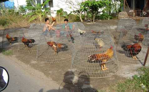 Tìm hiểu vài nét cơ bản về trại gà đá