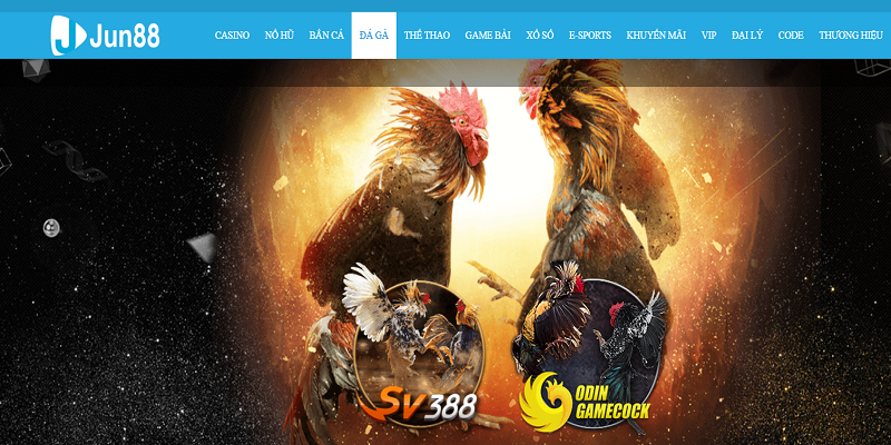 Khám phá những điều nổi bật tại sảnh đá gà jun88